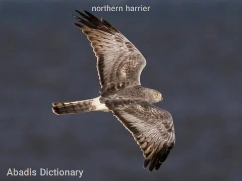 northern harrier